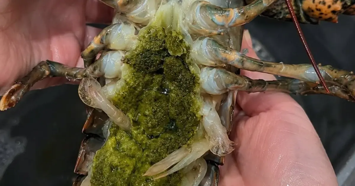 We're having lobster for dinner tonight. We cracked it open and found green stuff inside.