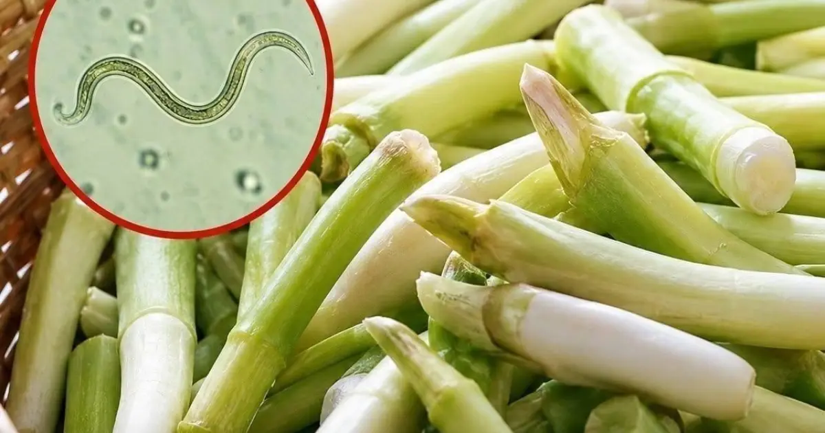 The Vegetable Most Likely To Carry Parasites Is Also One Many People Love Eating Raw 👇