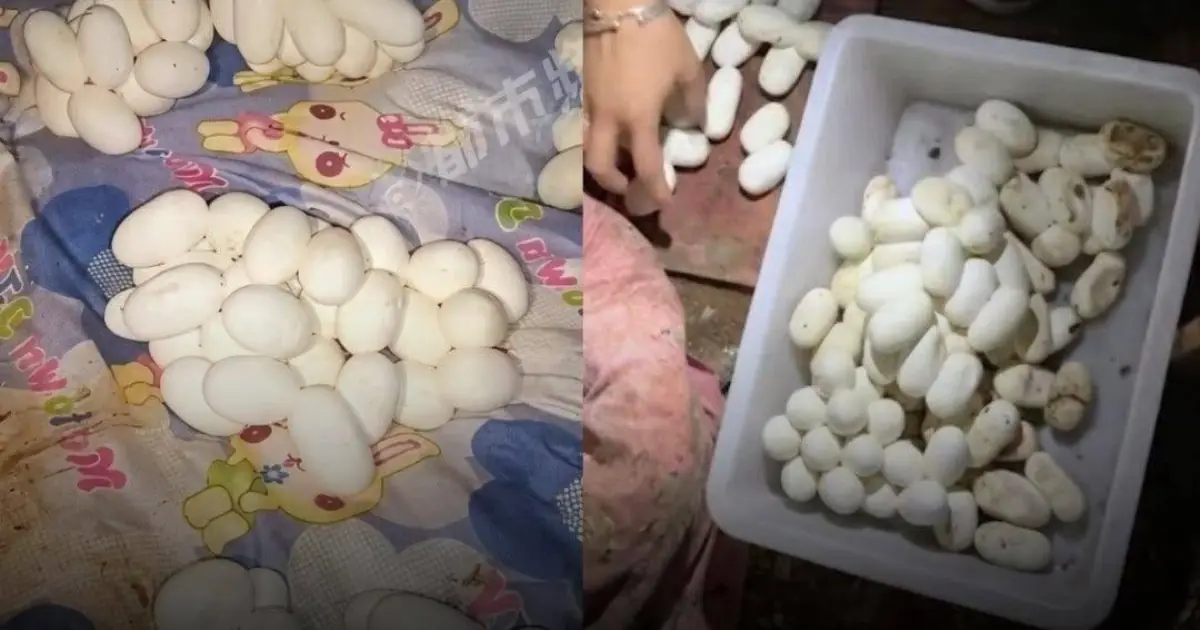 Man Returns Home After Six Months, Shocked to Find More Than 100 Mysterious Eggs Covering His Bed