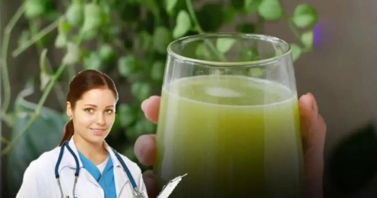 Some People Use Chayote as a Natural Remedy to Help Ease Knee Discomfort — Here’s Why