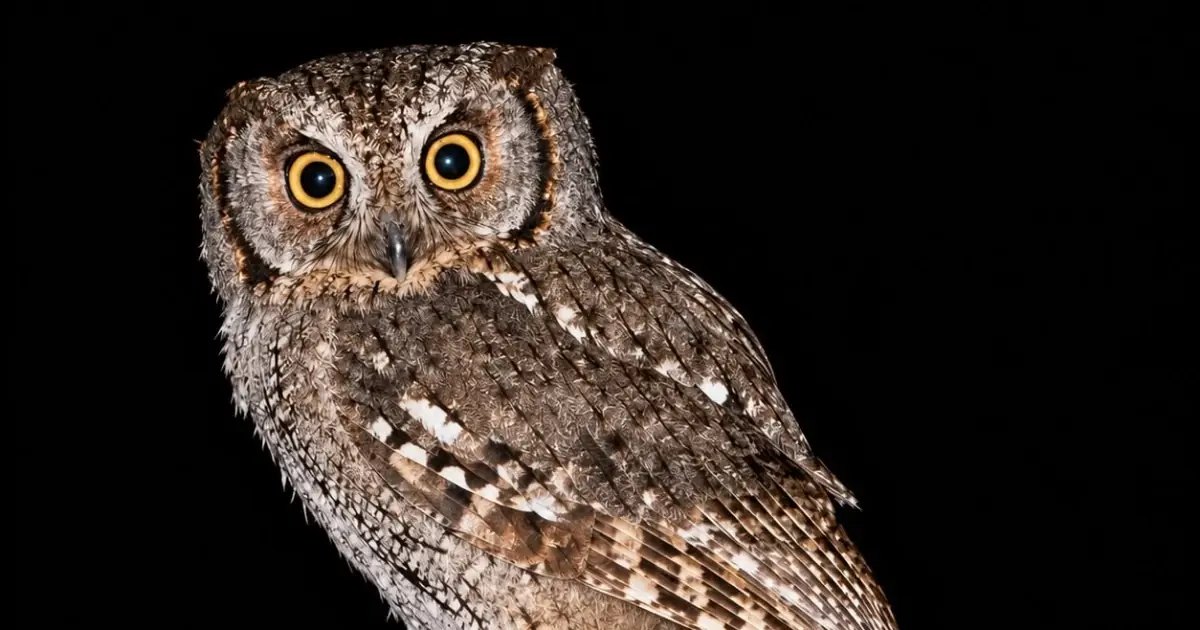 Did You Know What It Means When Owls Keep Appearing Around Your House? The Answer May Surprise You!