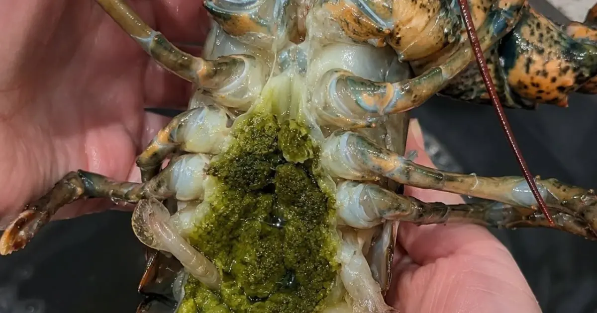 The Mystery of Lobster's Green Goodies (And Why It's Actually a Delicacy)