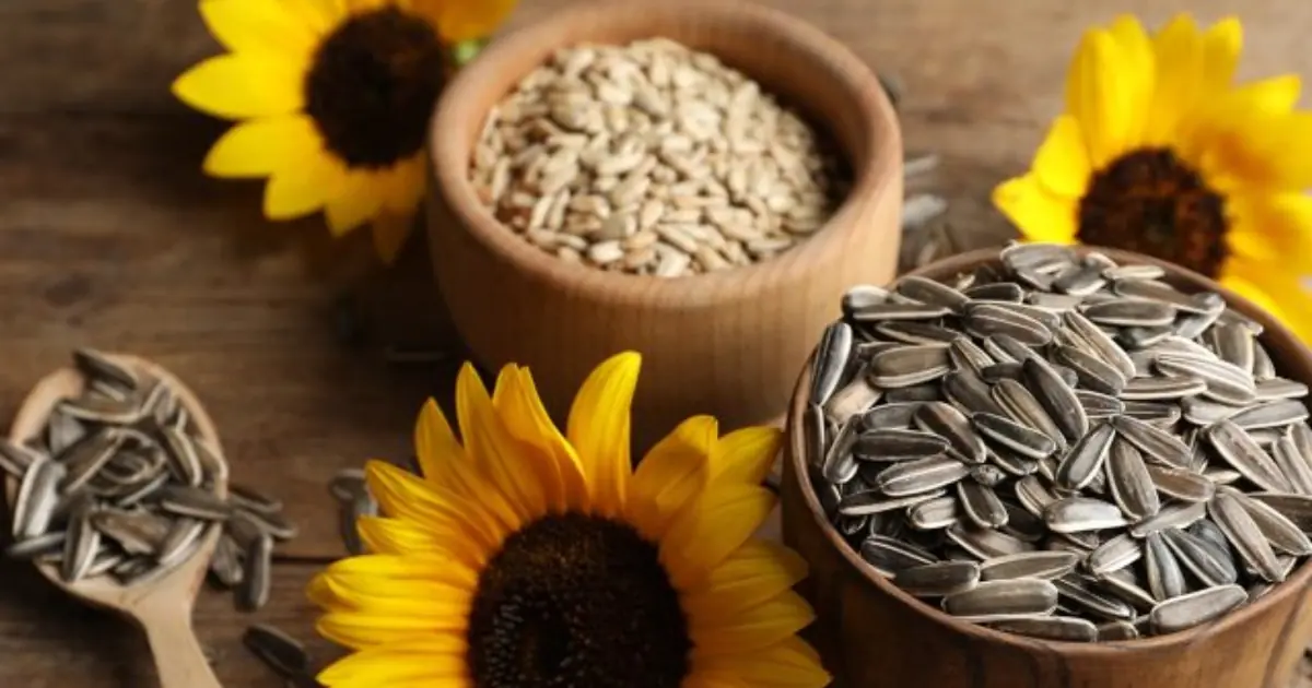 Love Sunflower Seeds? Here Are 11 Facts You Need to Know