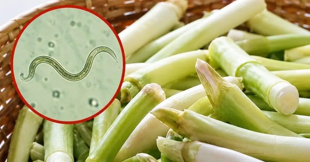 Why Raw Green Onions Can Carry Hidden Risks—and How to Eat Them Safely