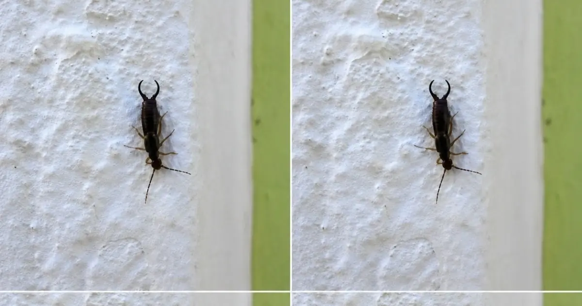 Warning! If You Find This Tiny Insect in Your Kitchen, You May Need to Check Your Pantry Immediately (And How to Handle It With Calm, Practical Care)