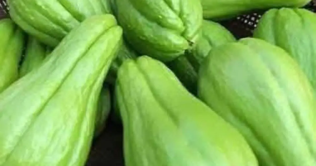 Doctors reveal that eating chayote causes .... See more