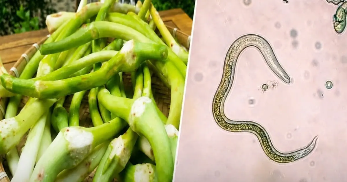 One of the Dirtiest Vegetables Is Packed With Parasites. Yet Millions Still Eat It Raw.