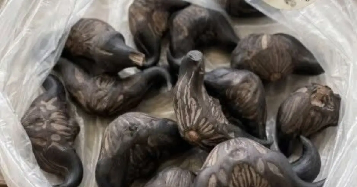 My Neighbor Gave Me These Strange Fruits — Does Anyone Know What They Are?