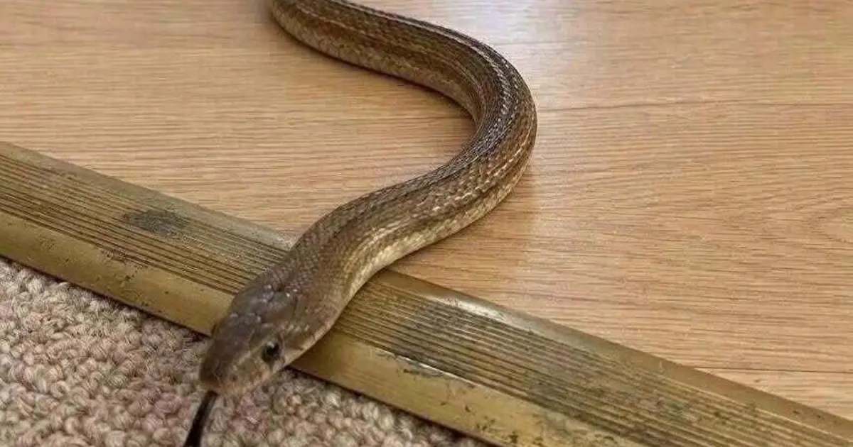 When this snake enters your house, it means you have... see more