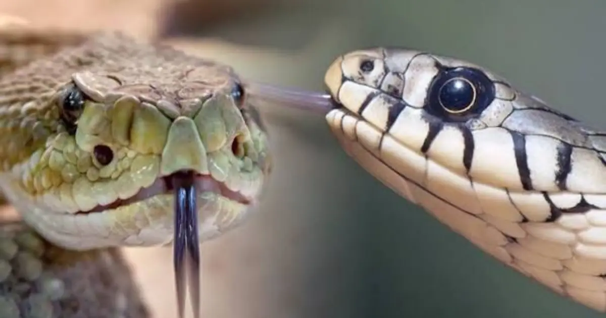Can You Tell If a Snake Is Venomous? Here's What You Need to Know