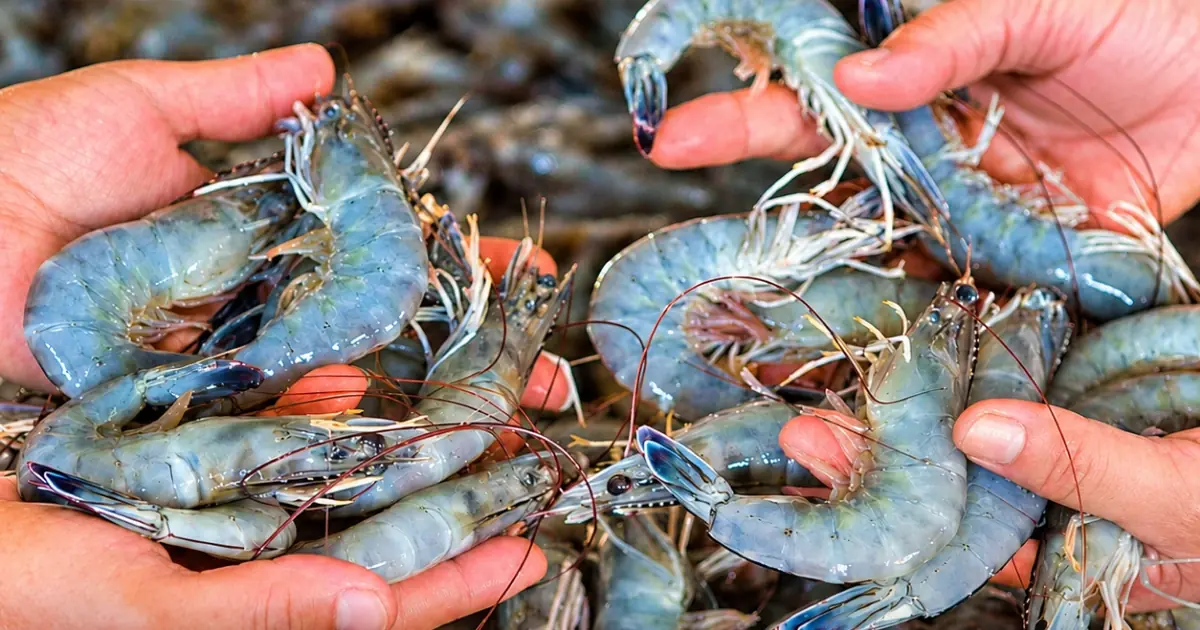 Thinking of Buying Cheap Shrimp? Here’s What You Need to Check First