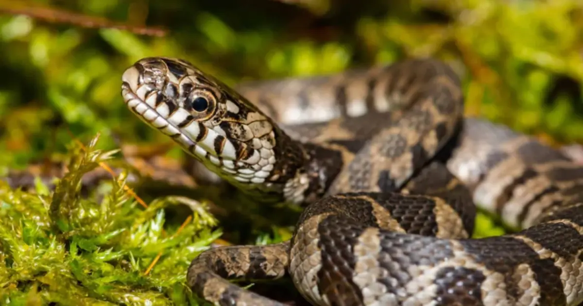 10 Smells Snakes May Avoid - Use Them Around Your Home