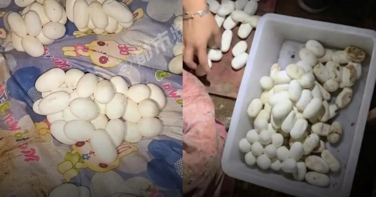 He Left Home for 6 Months. Then Found 100+ Eggs on His Bed. What Laid Them Was Even More Shocking.