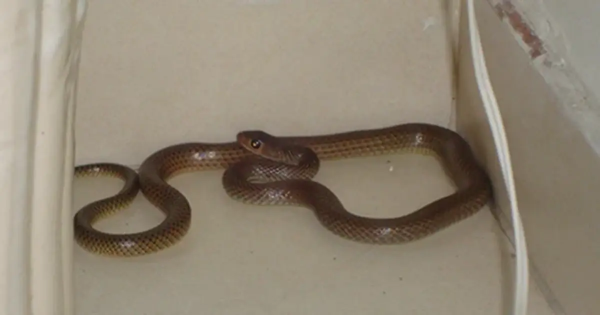 What Does It Mean When a Snake Shows Up in Your House?
