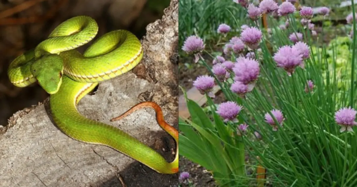 These Household Plants Could Help Keep Snakes Out of Your Yard