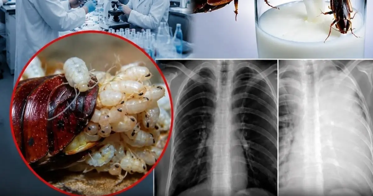 Cockroach Milk: Is It Really Four Times More Nutritious Than Cow’s Milk?