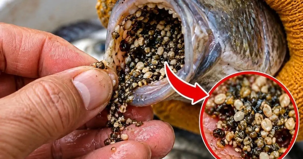 Don't Be Too Cheap! No Matter How Affordable Tilapia Is, Think Twice Before Eating It for This Reason… See More