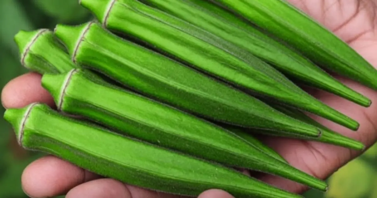 Doctors Say Regular Okra Consumption May Benefit the Body in Surprising Ways