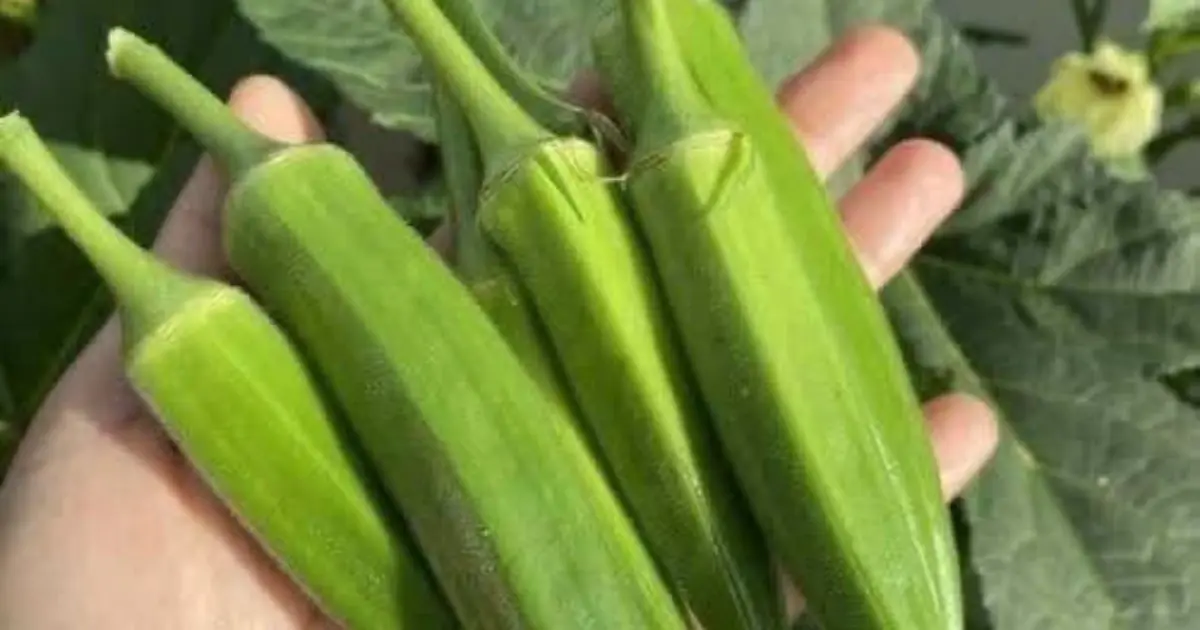 Doctors reveal that eating okra causes ...See more👇👇