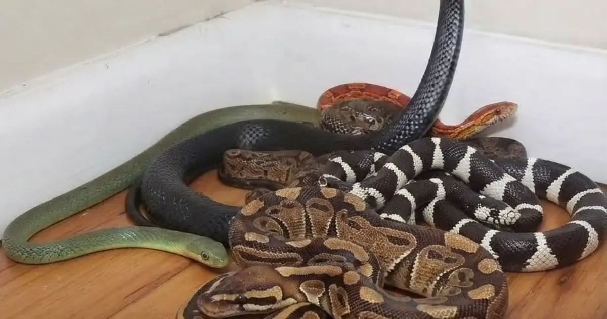 8 Smells That Snakes Absolutely Hate You May Already Have Some of Them at Home! See More