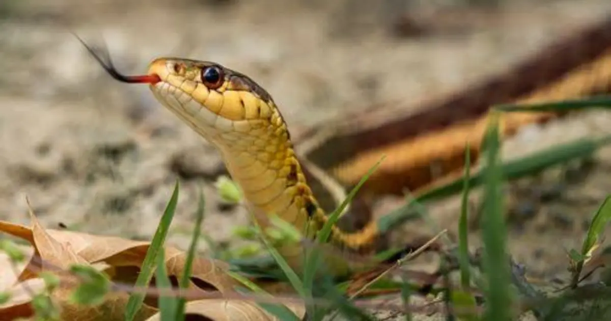 Worried About Snakes? 8 Simple Ways to Protect Your Yard