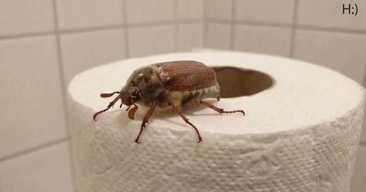 What Is This Bug? And What to Do When You See One