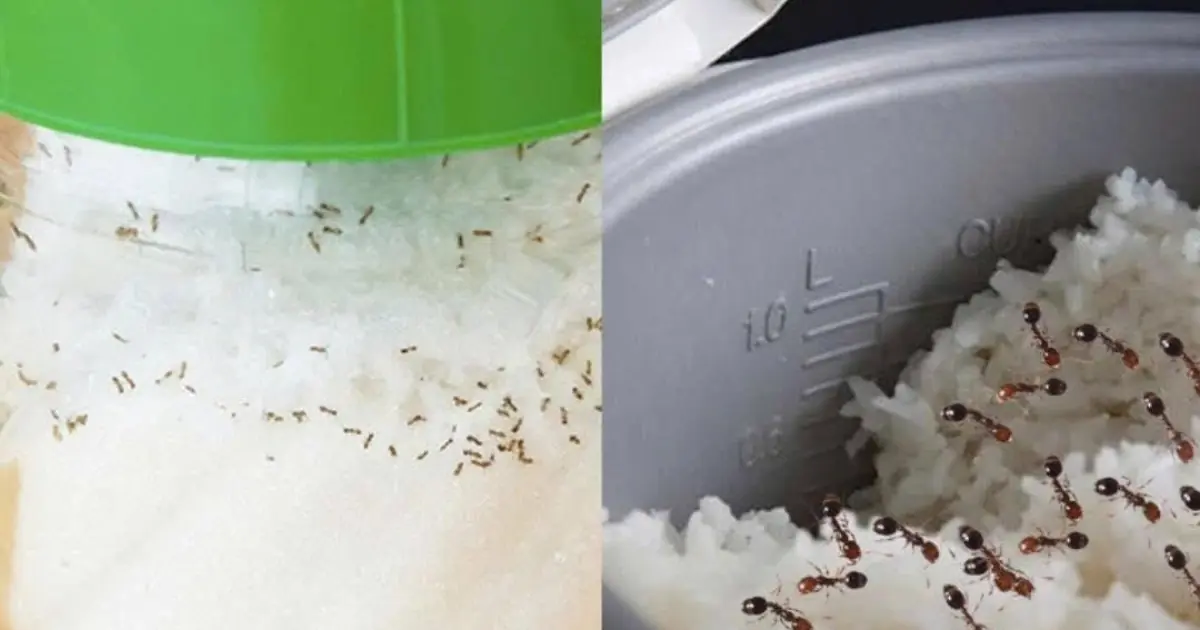 Tips to quickly get ants out of sugar jars