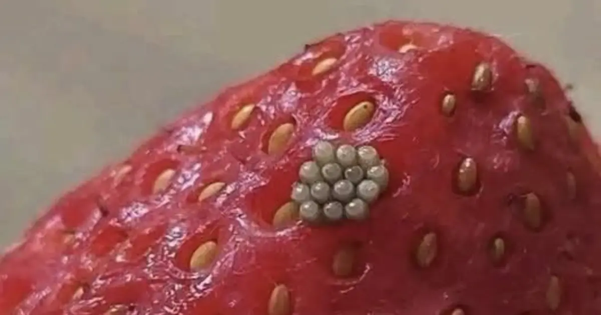 Tiny White Worms Appeared on My Berries After a Salt-Water Soak - Here’s What to Know