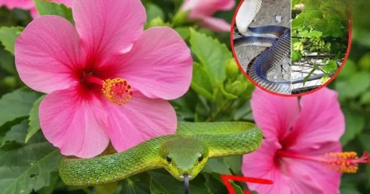6 plants that attract snakes into your home, 4 others that keep them away