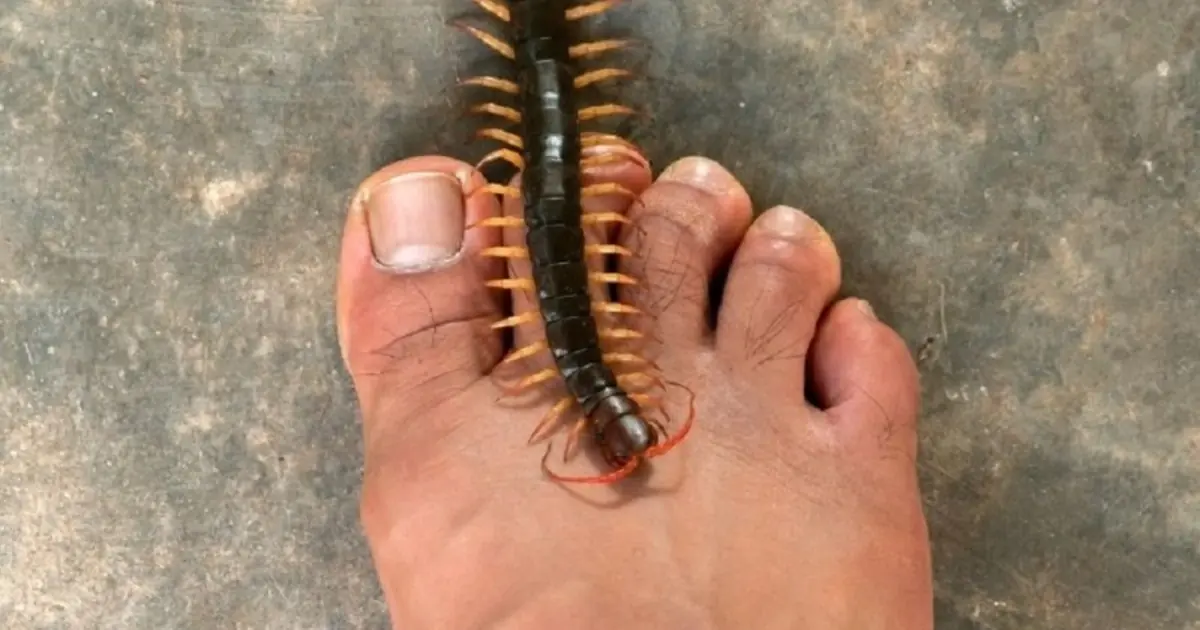 Why Are Centipedes Appearing in Your House? Here’s What to Know