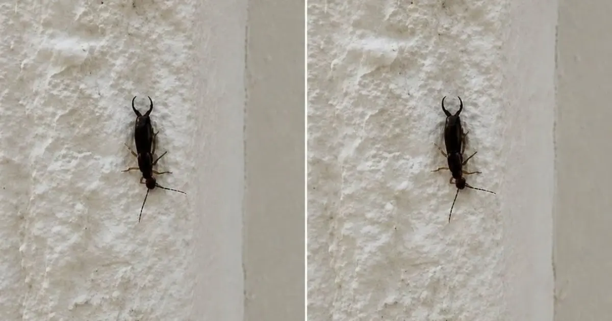 Warning! If you have found this insect in your home, it’s a sign that you need to… See more...