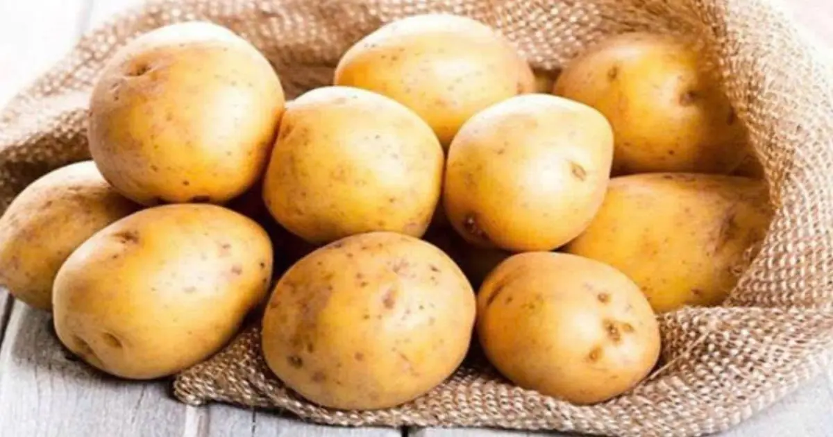 Root vegetables are the "king of vegetables", with protein as good as meat and 10 times more vitamin C than apples