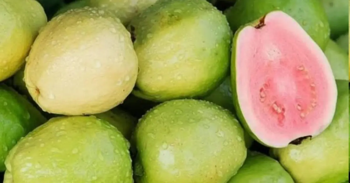Doctors explain what could happen when you eat guava… See more 👇👇