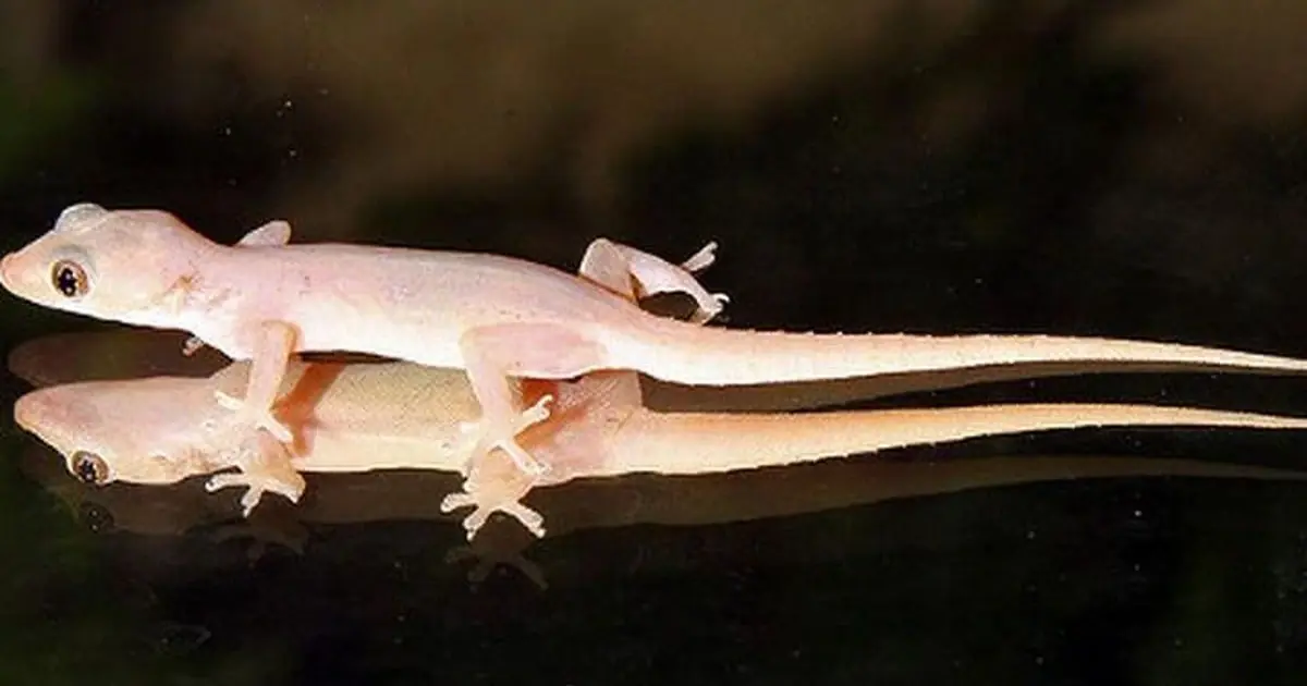 What Does It Mean When a Lizard Enters Your Home? Some Beliefs May Surprise You