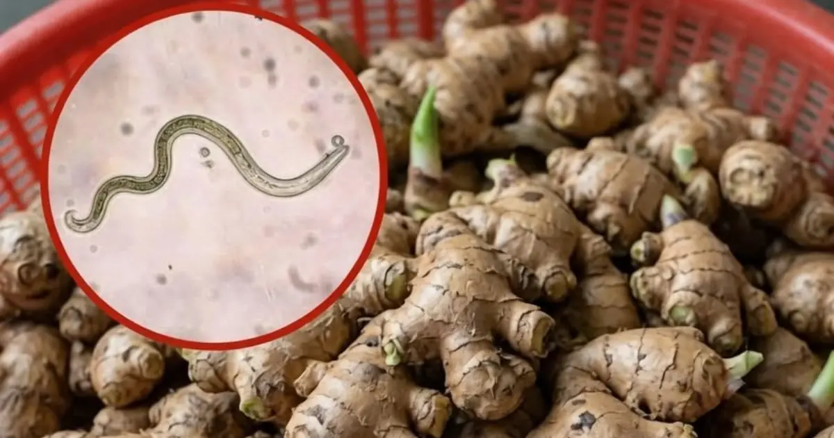 Is Raw Ginger Dangerous? The Truth About Parasites, Food Safety, and Brain Infections