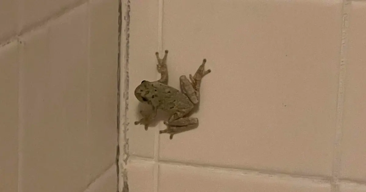 Found a Frog in Your Bathroom? The Meaning May Surprise You!