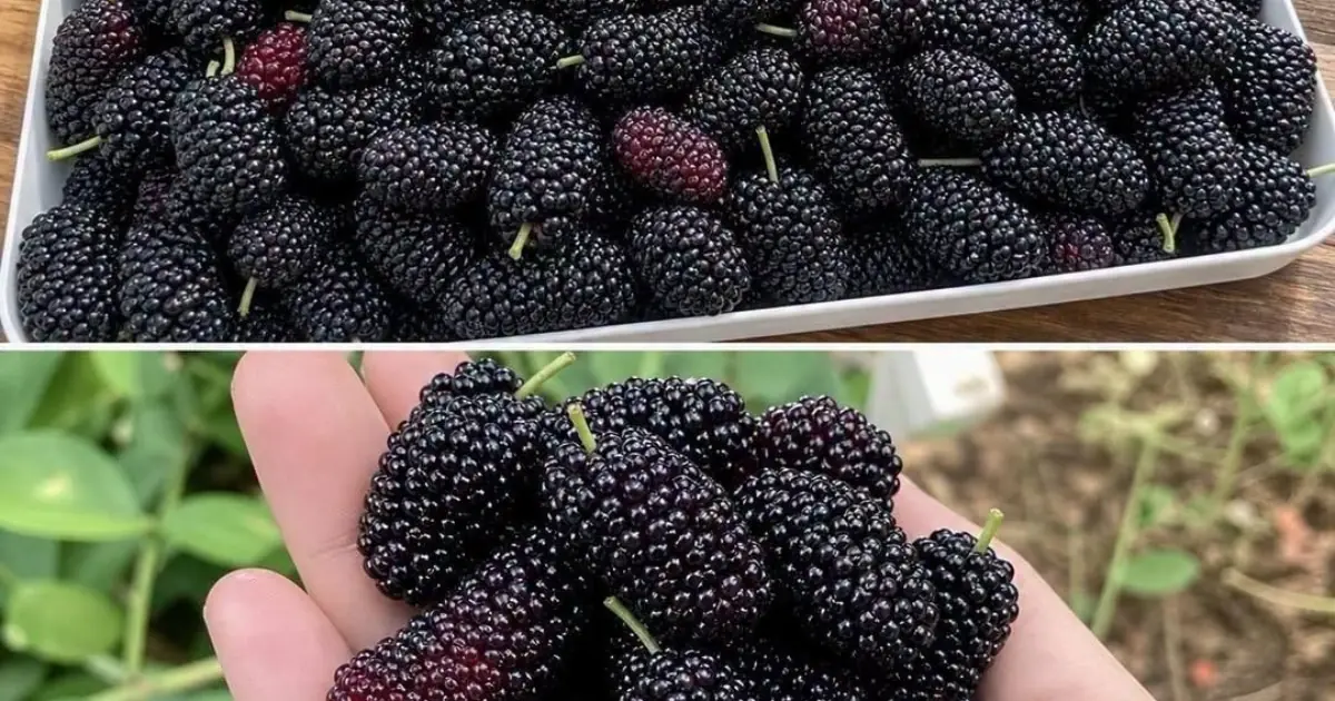 Have you ever tried it? Do you know what it's called? This rare seasonal fruit... See more