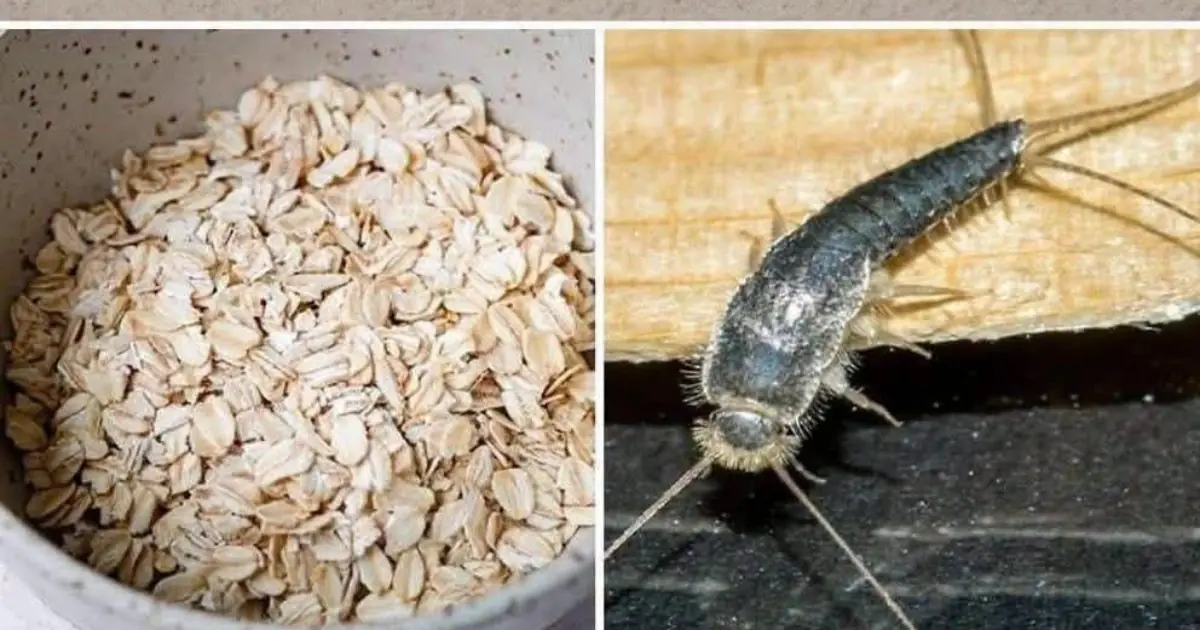 Warning! If you have found this insect in your home, it’s a sign that you need to... See more...