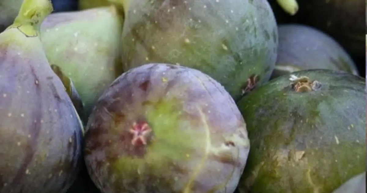 Doctors reveal that eating figs causes… See more