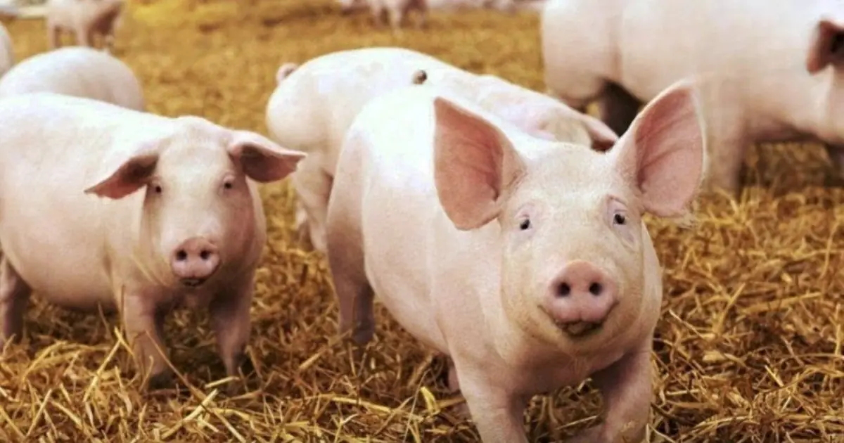 Why don't Americans eat pork?