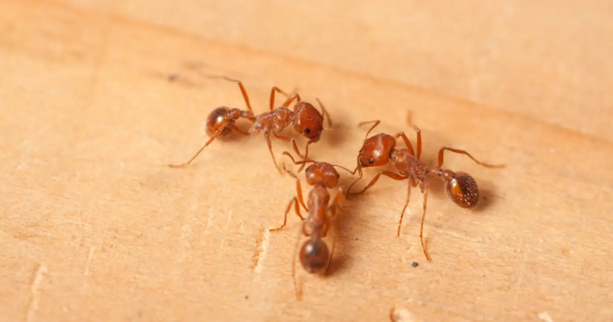 Seeing Ants All Over Your House? The Surprising Symbolism Behind Their Appearance