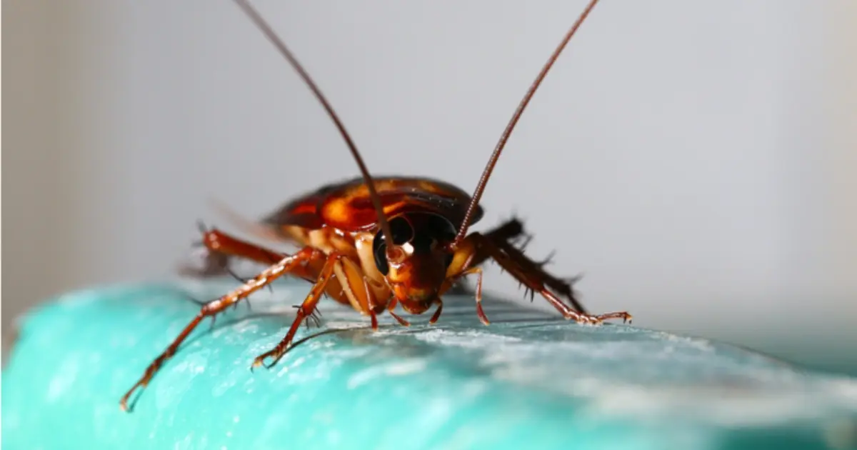 Why Do Cockroaches Suddenly Appear in Your House? The Answer May Surprise You!
