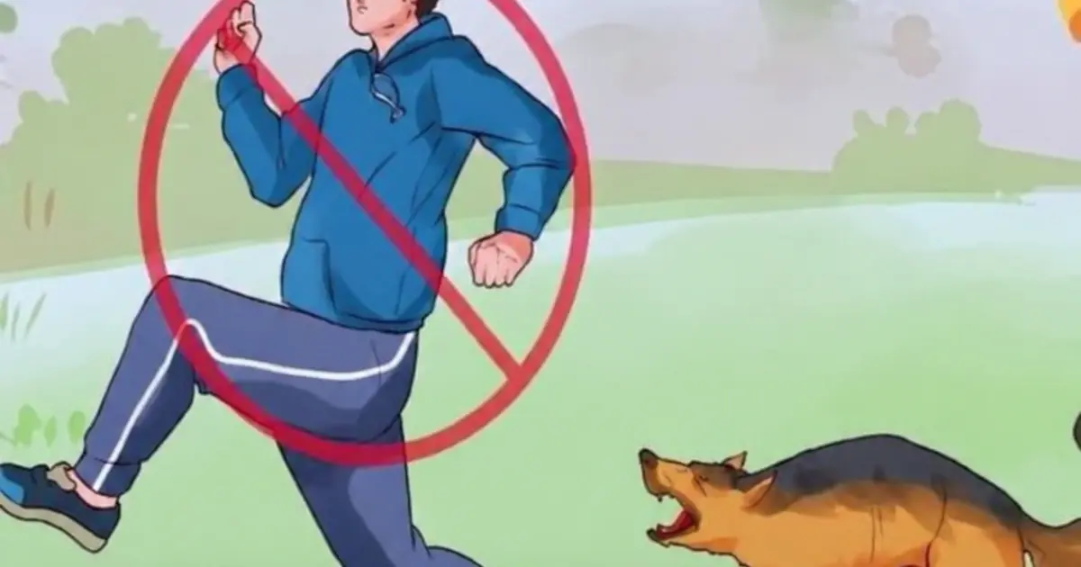Your Dog Keeps Chasing Strangers? Here's What May Be Causing It
