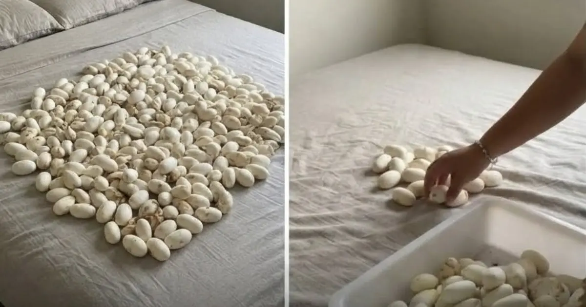 He Left Home for 6 Months. Then Found 100+ Eggs on His Bed. What Laid Them Was Even More Shocking.