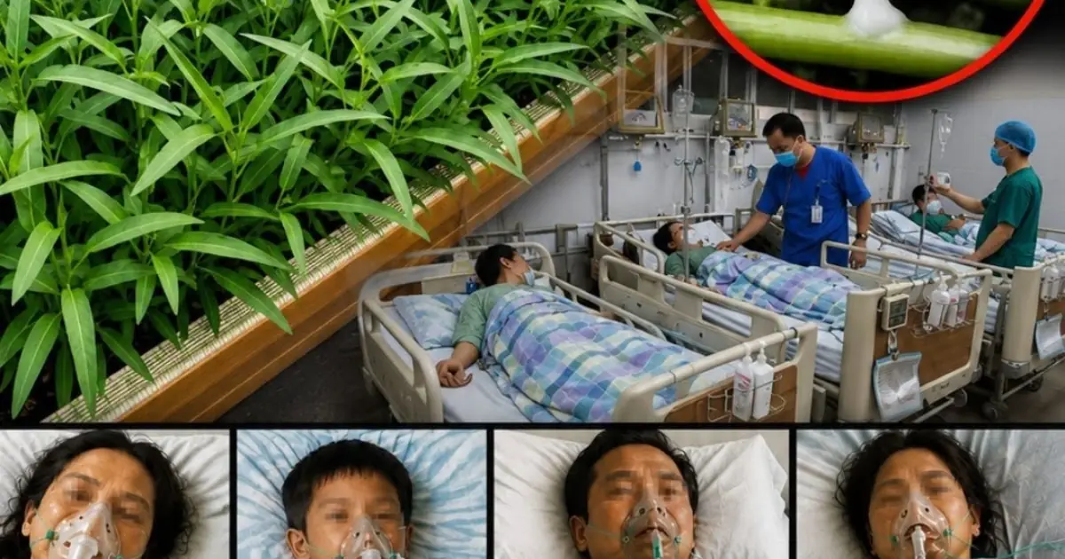 Doctors Warn It Can Be More Toxic Than Arsenic if Prepared Incorrectly