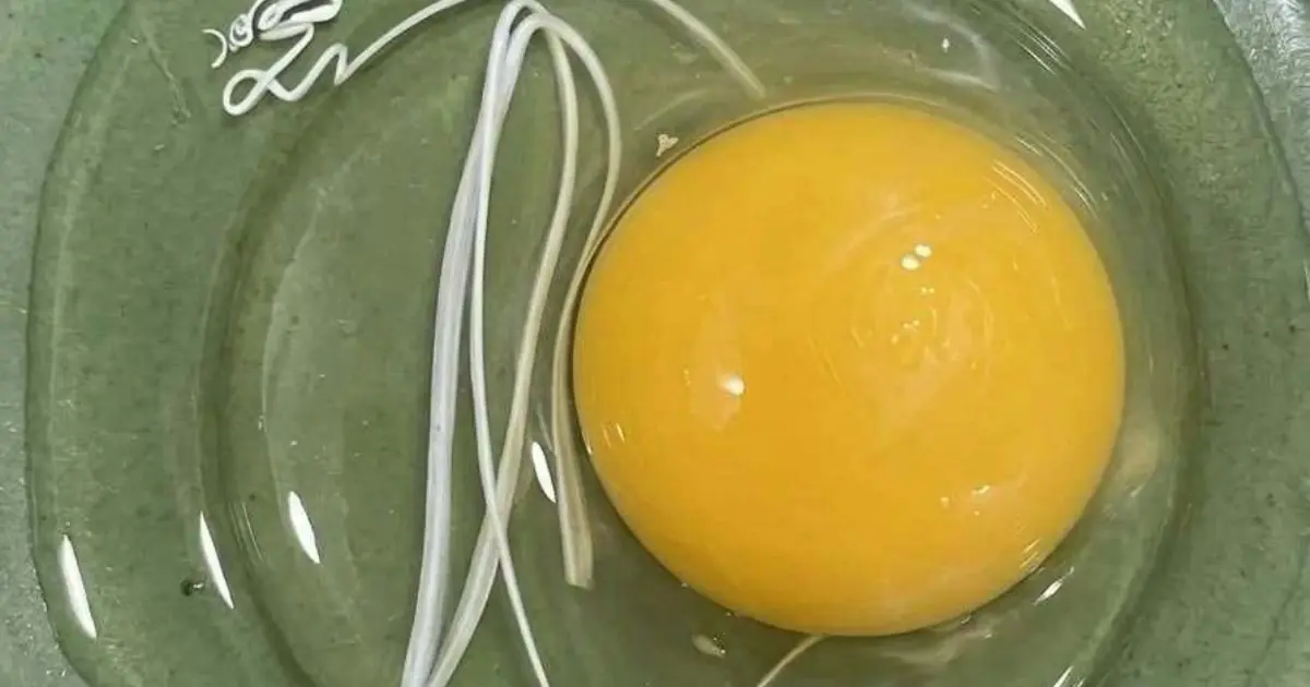 I Thought the White String in My Egg Was Something Dangerous—The Truth Completely Surprised Me