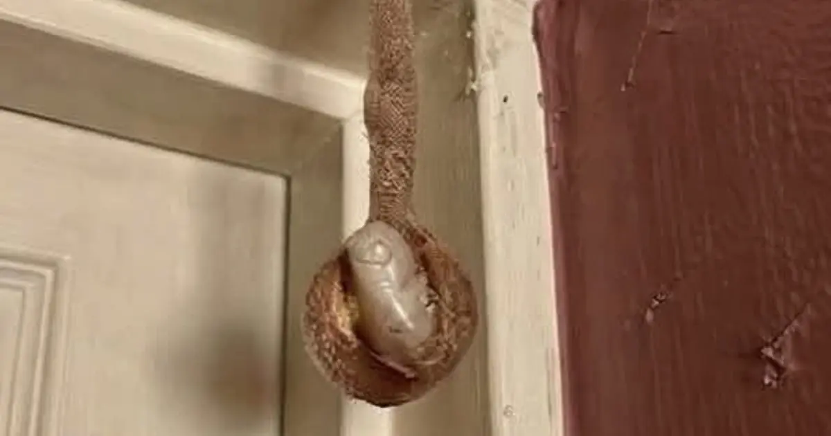 Why This Unusual Nest Is Usually More Fascinating Than Frightening
